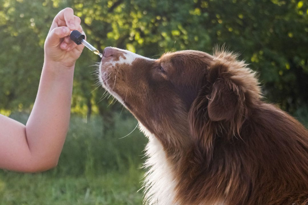 Can Dogs Take CBD Oil Every Day?