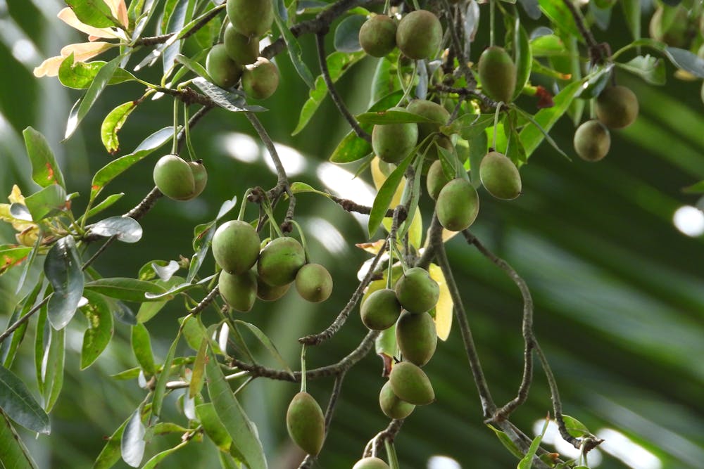 What are the Skincare Benefits of Tamanu?